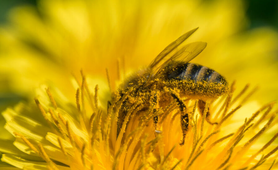 polline api cosmesi
