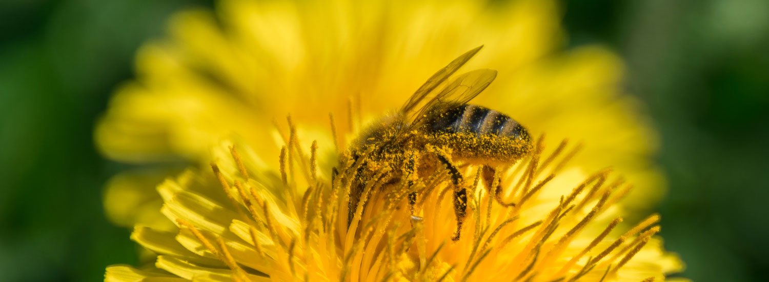 Effetti del polline d'api in formato nano, come nuovo ingrediente cosmetico